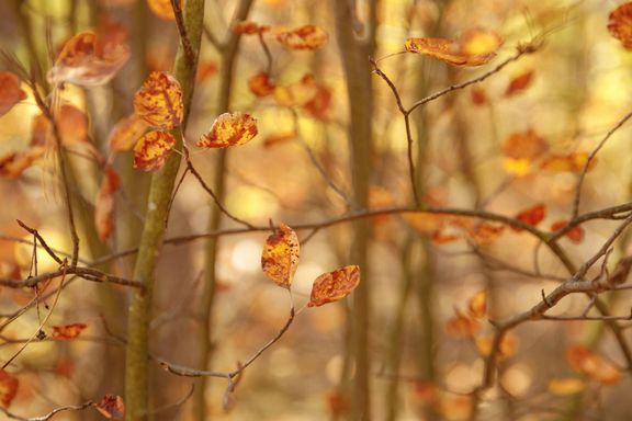 Herbstlichen Nachbarschaftsfragen: Laub, &Auml;pfel & Igelschutz